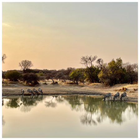 rotsinbos local game drive gallery 3